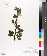 Poncirus trifoliata image