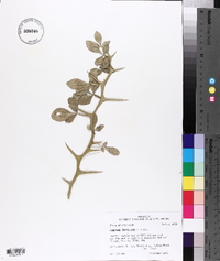 Poncirus trifoliata image