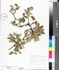 Ptelea trifoliata subsp. angustifolia image