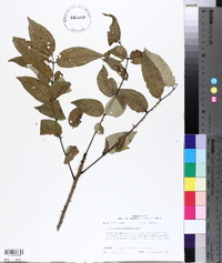 Zanthoxylum clava-herculis image