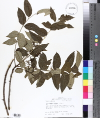 Zanthoxylum clava-herculis image