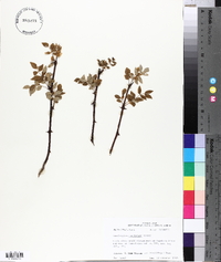 Zanthoxylum americanum image