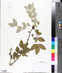 Zanthoxylum americanum image