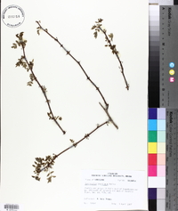 Zanthoxylum americanum image