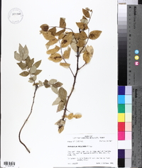 Zanthoxylum americanum image