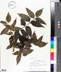 Zanthoxylum clava-herculis image