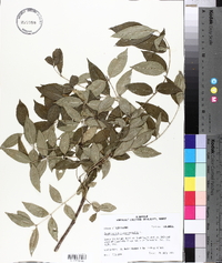 Zanthoxylum clava-herculis image