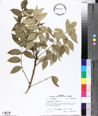 Zanthoxylum clava-herculis image