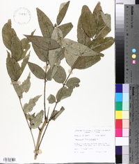 Zanthoxylum clava-herculis image