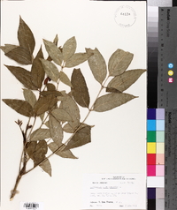 Zanthoxylum clava-herculis image