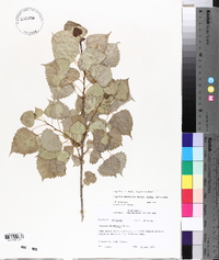 Populus deltoides subsp. deltoides image