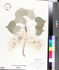 Populus deltoides subsp. wislizenii image