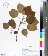 Populus grandidentata image