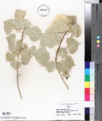 Populus deltoides subsp. monilifera image