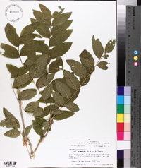 Sapindus saponaria var. drummondii image