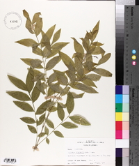 Sapindus saponaria image