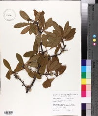 Sideroxylon lanuginosum subsp. lanuginosum image