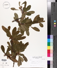 Sideroxylon lanuginosum subsp. lanuginosum image