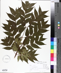 Koelreuteria paniculata image