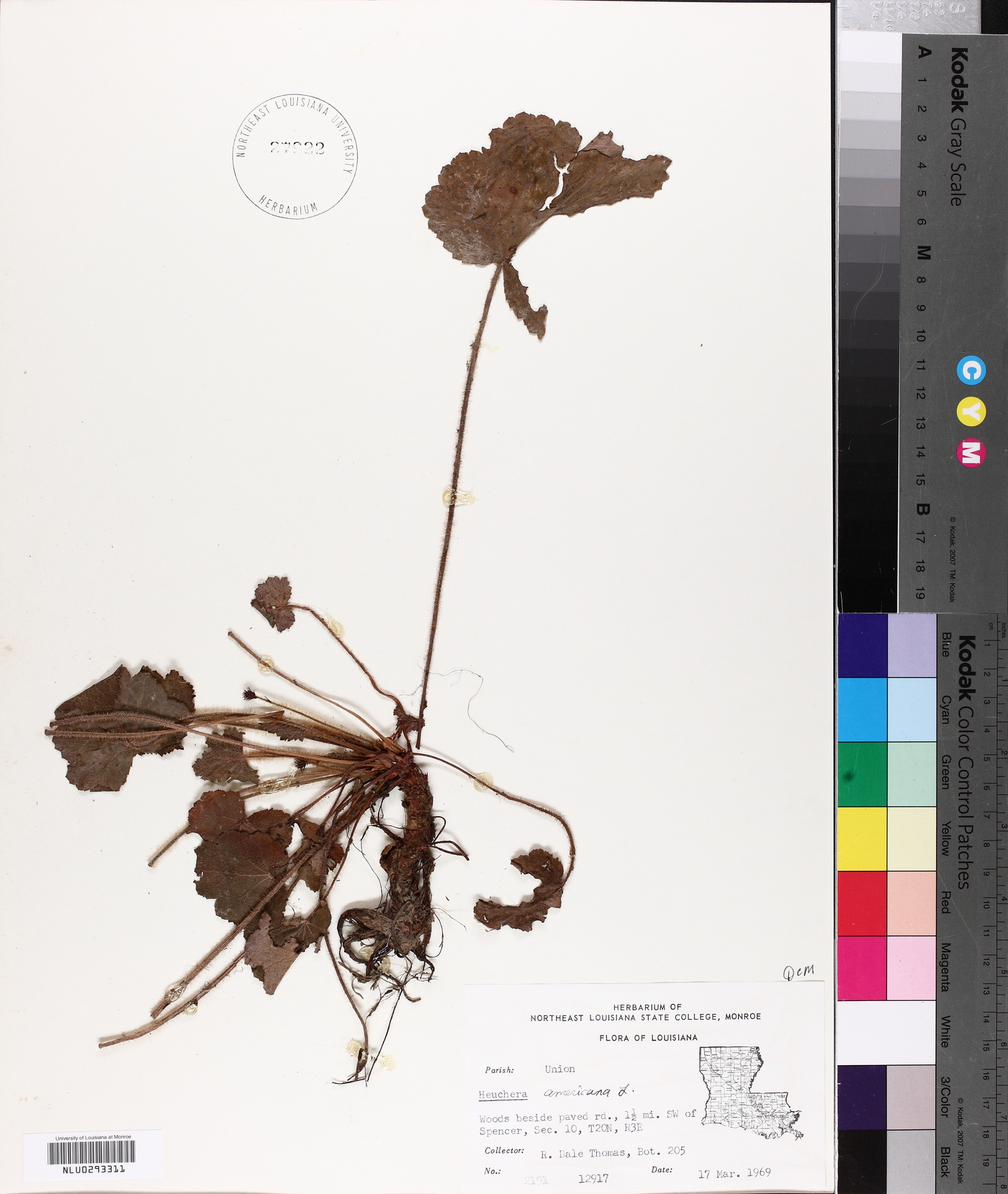 Heuchera hirsuticaulis image