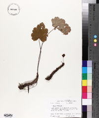 Heuchera americana image