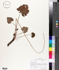 Heuchera americana image