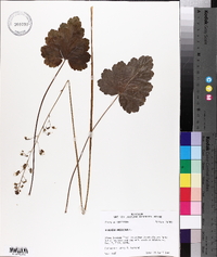 Heuchera americana image