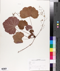 Heuchera puberula image