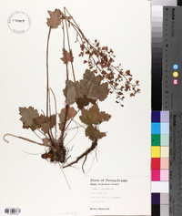 Heuchera alba image