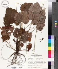 Heuchera americana image