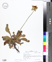 Sarracenia psittacina image