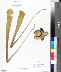 Sarracenia alata image
