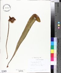 Sarracenia minor image