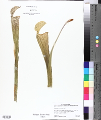 Sarracenia leucophylla image