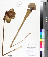 Sarracenia flava image