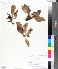 Sarracenia purpurea subsp. venosa image