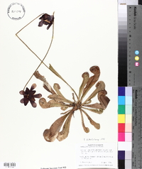 Sarracenia psittacina image