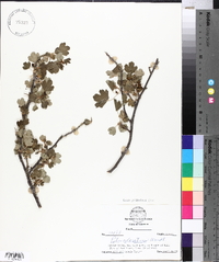 Ribes odoratum image