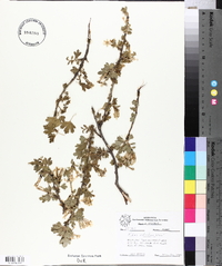 Ribes odoratum image