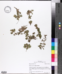 Bacopa egensis image