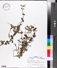 Bacopa rotundifolia image