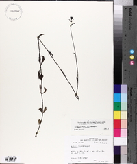 Buchnera floridana image