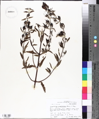 Aureolaria grandiflora image
