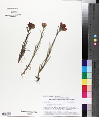 Castilleja coccinea image