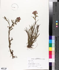 Castilleja coccinea image