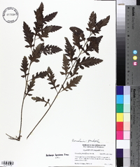 Aureolaria grandiflora var. grandiflora image