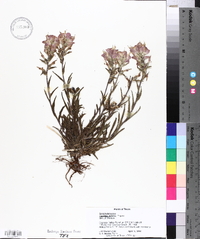 Castilleja indivisa image