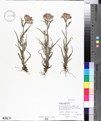 Castilleja indivisa image