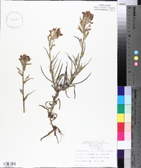 Castilleja indivisa image