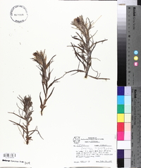 Castilleja sessiliflora image